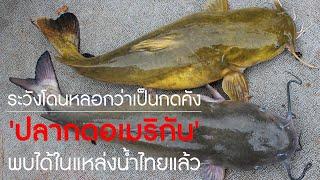 ระวังโดนหลอกว่าเป็นกดคัง 'ปลากดอเมริกัน' เข้าไทยและพบได้ในแหล่งน้ำธรรมชาติแล้ว