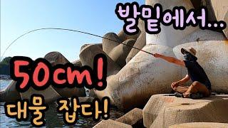 내항 발밑에서 50cm 대물 낚다!! 바다낚시 낚시동영상 힐링영상 fishing