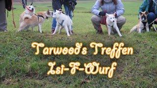 Tarawood's Islandhunde F-Wurf - Wiedersehen mit 4.5 Monaten