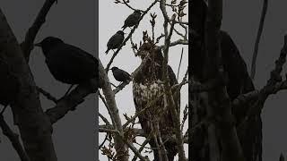 Starlings - singing the song of their people (or yelling)  at a young bald eagle - delta BC 