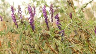 HAIRY VETCH (Vicia villosa)