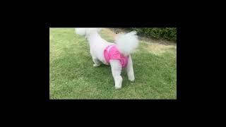 --urgarment.com--Female Pet Dog Physiological Pants Panties Sanitary Underwear Briefs