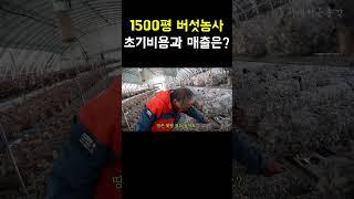 1500평 버섯농장 그 초기비용과 매출은? #버섯 #농사 #매출