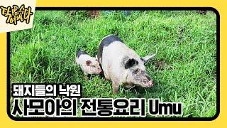 자연의 맛, 사모아의 전통 요리 우무(Umu)