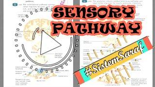 SENSORY PATHWAY Jaras Sensorik ALS & Posterior Column-Medial Lemnicus #SistemSaraf