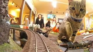 ねこねこ鉄道は来年も平和で安全な鉄道でありますように！