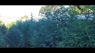 Skunk #1 plants are getting Huge & Flowering Like No Tomorrow