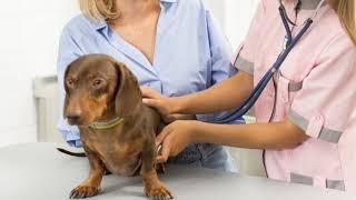 Attentive Pet Care | Alpharetta, GA - Animal Hospital of Nesbit Ferry Crossing