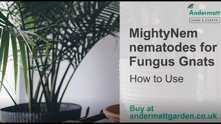 How to use nematodes for gnats