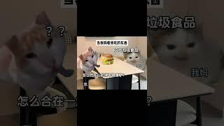 #猫meme #cat #猫meme小剧场 #猫meme剧场