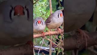 Many different tropical aviary bird species 