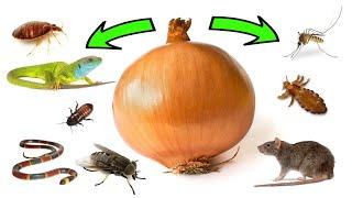 How To Use ONIONS To Get Rid of Pests - Rats, Flies, Lice, Bugs, Lizards, Mosquitoes, Cockroaches.