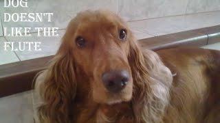 FUNNY DOG VIDEO | COCKER SPANIEL [don´t like music]