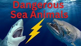 Most Dangerous Sea Animals | Deadly Sea Creatures