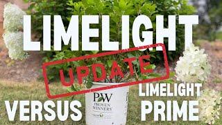 UPDATE!: Proven Winners Limelight vs. Limelight Prime Hydrangea Experiment 