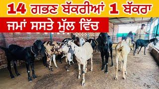 14 ਗਭਣ ਬੱਕਰੀਆਂ 1 ਬੱਕਰਾ ਜਮਾਂ ਸਸਤੇ ਮੁੱ.ਲ ਵਿੱਚ  । Beetal Goat farm Patiala #goat #goats ​⁠​⁠​⁠​⁠​⁠