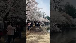 The National Cherry Blossom Festival