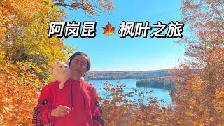 加拿大秋天赏枫叶必来的 阿岗昆国家公园|带猫旅行|多伦多生活