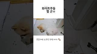 평생 한번 보기 힘든 장면 #shorts