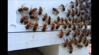 What are these hundreds of bees doing in and around the hive entrance? Strange scrubbing behavior