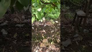 Cún con bắt rắn hổ mang #venomouscreatures #cute #animals #funny #youtubeshorts #snake