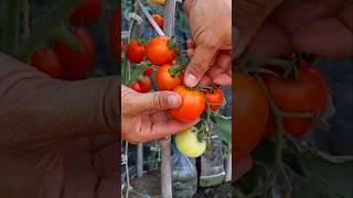 Container garden- Tomato cutting #shorts #tomato #v87garden