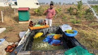 Cichlid Fish Ka Water Change Kar Diya #petsvlog