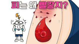 어린이과학 | 혈액 | 피는 왜 빨갛지? | 과학호기심 | 탐구 | 생물 |  질문에 빠진 안다씨의 과학이야기