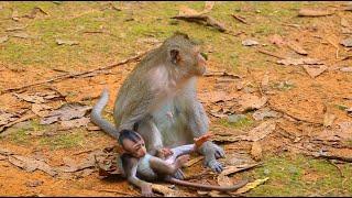 Old Queen Mum Love Baby  Monkey..! Love Monkey Primate