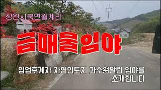 665창원북면 작은임야 자연인토지 임업후계자용토지 과수원 농업경영체등록