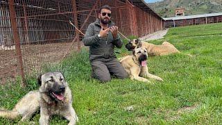 KANGAL VE ANADOLU ÇOBAN KÖPEĞİ ARASINDAKİ FARK NEDİR ?