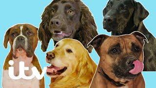 Britain's Top 100 Dogs 2019 | The Top Five Favourite Dogs | ITV