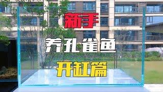 手把手教会你养孔雀鱼，零基础也能轻松养爆缸