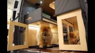 Mercedes Benz Sprinter 3500 Animal Friendly Design for Two Show Dogs - Advanced RV Custom Motorhome