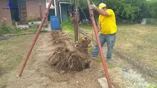 Amazing Stump pulling machine, There Are Many Ways To Remove Stump In Your Garden