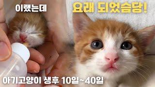 아기고양이 앙꼬 생후 10일부터 40일까지 구조 후 30일간의 이야기