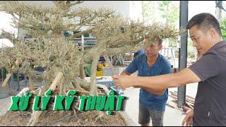 Xử lý kỹ thuật cây sanh tay cành hướng thiên | NamLe Bonsai