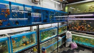 #aquarium #fish shop Hyderabad #offer prices all type variety available #8919447418