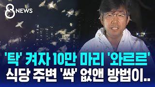 '탁' 켜자 10만 마리 와르르…식당 주변 '싹' 없앤 방법 보니 / SBS 8뉴스