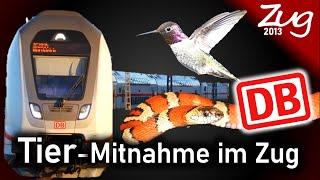 Darf man einen Vogel im Zug mitnehmen? | Tier-Mitnahme in der Bahn - Zug2013