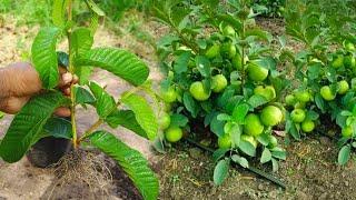 Smart Way on How To Grow Guava Tree Cutting 100% Success