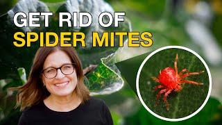 SPIDER MITES in the Garden? Identify, Prevent & Treat Organically