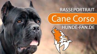 ► Cane Corso [2020] History, Appearance, Temperament, Training, Exercise, Care & Health