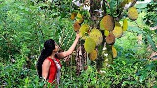 The amazing story of jackfruit | part1 | Poorna - The nature girl |