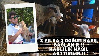 Hayvancılıkta Karlılığı Arttıran En Önemli Uygulama: 2 YILDA 3 DOĞUM NASIL SAĞLANIR !!