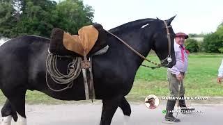  VENDIDO Tobiano Negro Destacado $1.800.000 LOSEQUINOS.COM