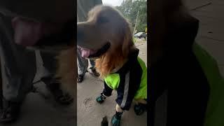 Look at her #timo #dog #goldenretriever #viral #trending #shorts #short