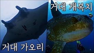 발리 여행 시 꼭 봐야하는 것! (2편) - 만타레이, 개복치