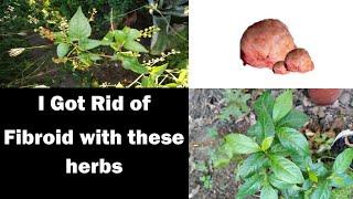 I got Rid of Fibroid with these Herbs Medicinal Plant Series # 4