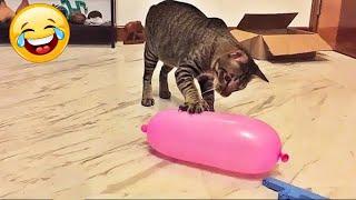 КОТЫ ХУЛИГАНЫ! ФЕЙЛЫ и НЕУДАЧИ КОШЕК!САМОЕ СМЕШНОЕ ВИДЕО ПРО ЖИВОТНЫХ